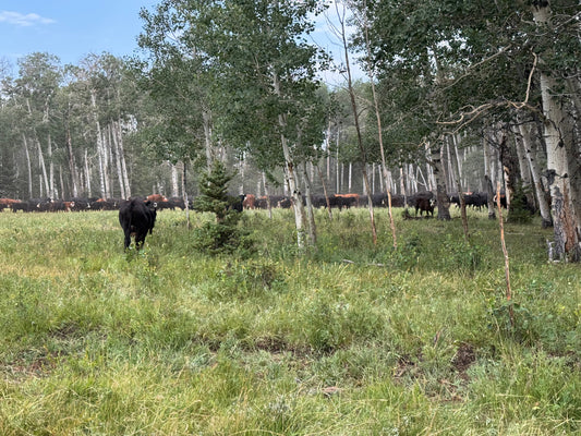 Better Beef, Better You